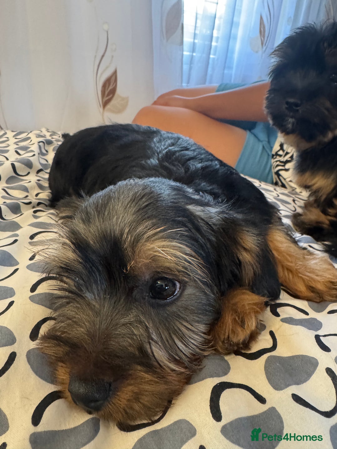 Yorkshire Terrier dogs for sale: Puppies for sale  - Image 17