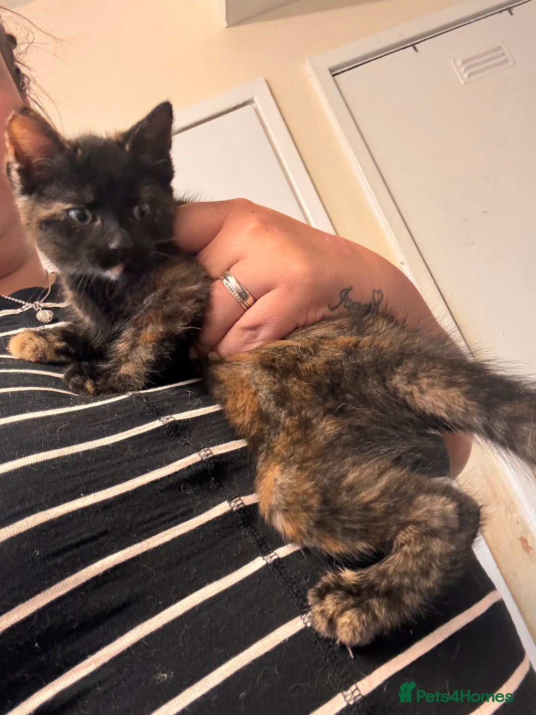 Mixed Breed cats for sale: Black torty female REDUCED  in Barnsley - Image 1