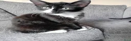 Mixed Breed cats for sale: 2 sweet little kittens ,ready to go now - Advert 14