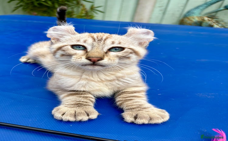 Keetso cats - Advert 1