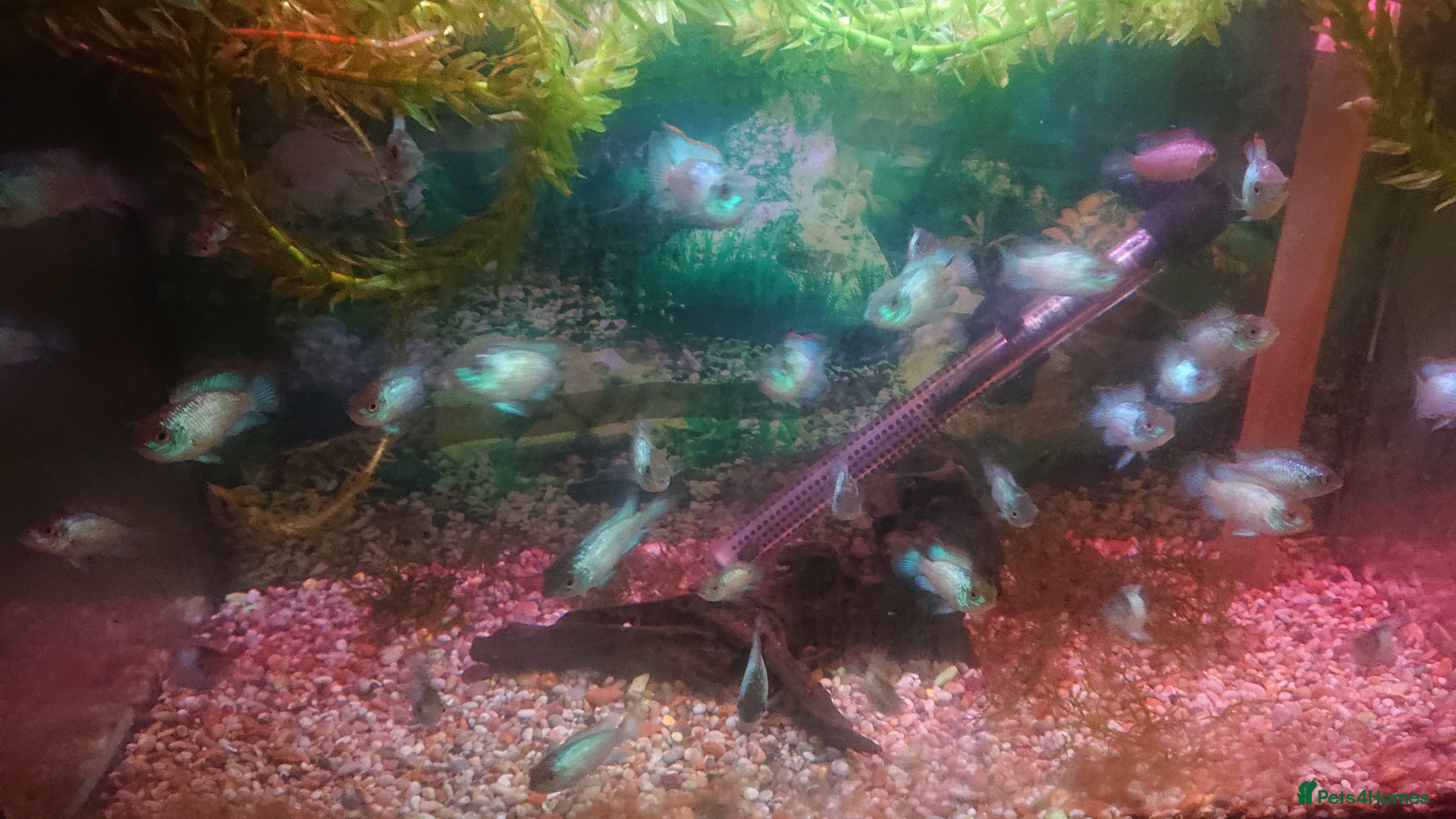 Cichlids fish Electric Blue Acara - Advert 17