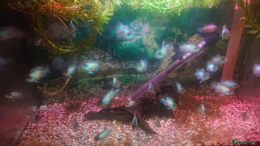 Cichlids fish for sale: Electric Blue Acara - Advert 1