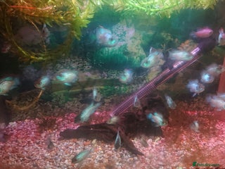 Cichlids fish Electric Blue Acara - Advert 1