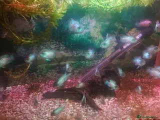 Cichlids fish Electric Blue Acara - Advert 12