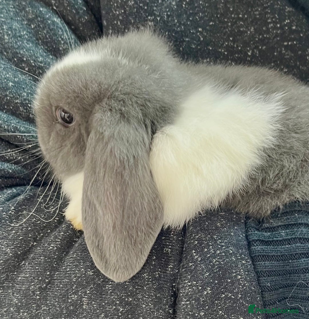 Mini Lop rabbits for sale: Mini Lops for sale READY NOW - Advert 8
