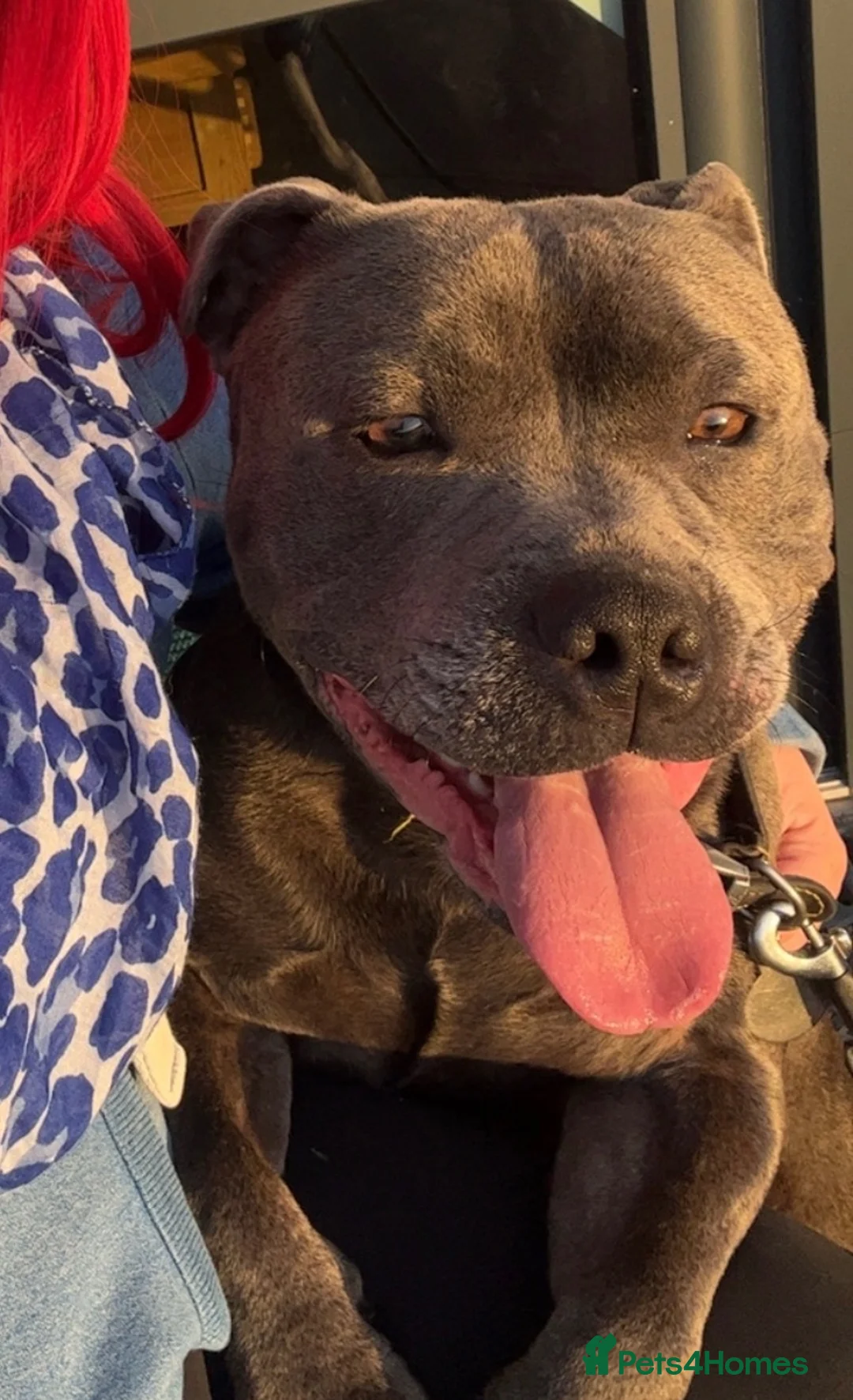 Staffordshire Bull Terrier dogs for stud: Son of the gurnos governor available for stud  - Advert 2