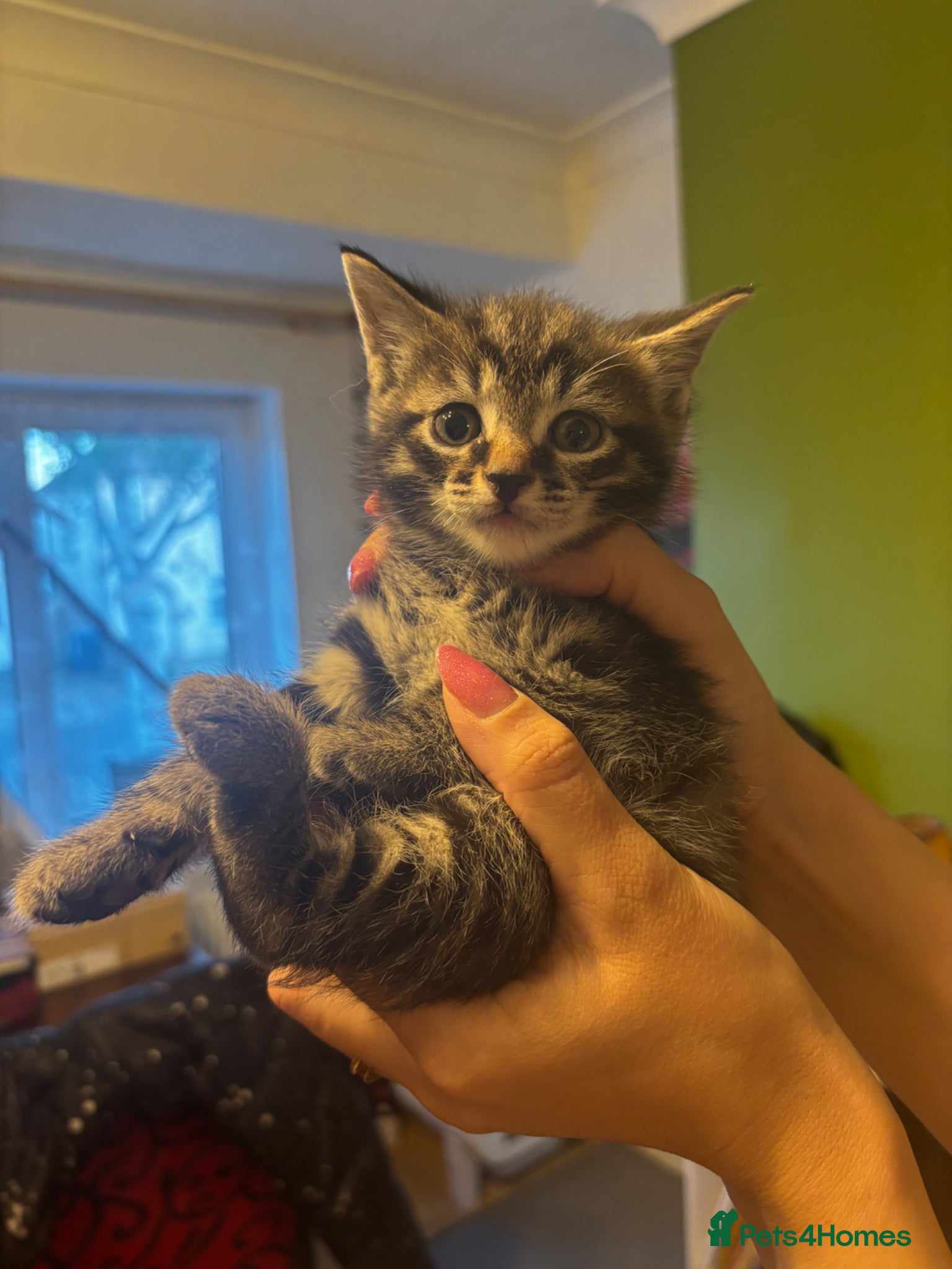 Mixed Breed cats Half Siamese kittens  - Advert 2