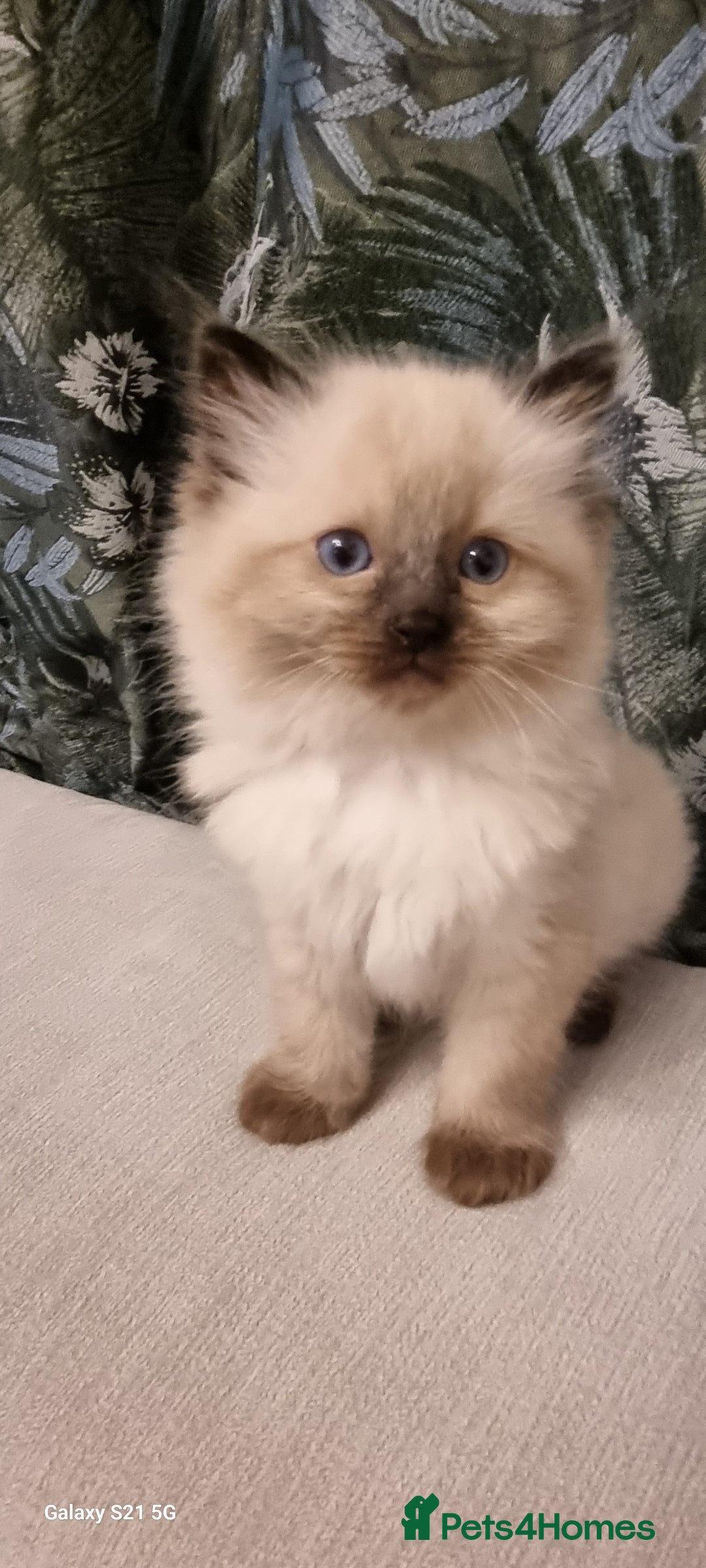 Ragdoll cats for sale: Ragdoll kittens  - Advert 4