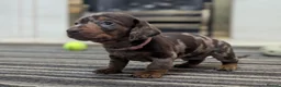 Dachshund dogs for sale: Gorgeous Smooth-Haired Dachshund Puppies - Advert 8