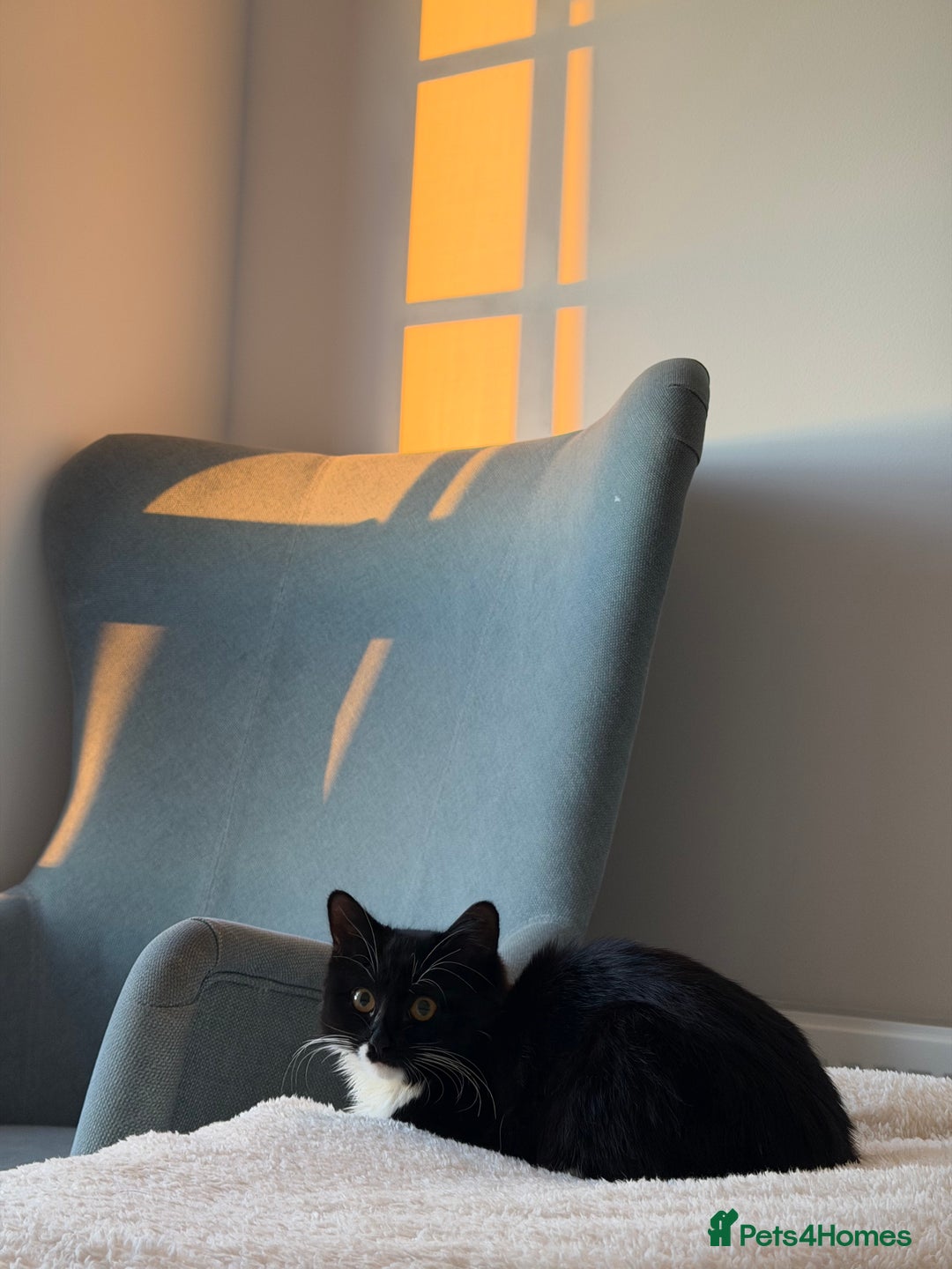 British Shorthair cats for sale: kitten for sale  - Advert 6