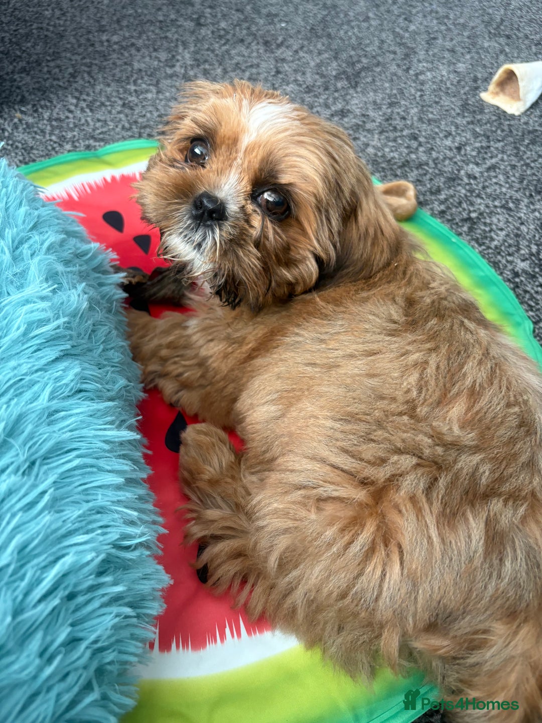 Shih Tzu dogs for sale: Gorgeous chocolate boy needing new loving home  - Image 3