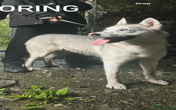 Siberian Husky dogs for sale: Husky puppies - Image 18
