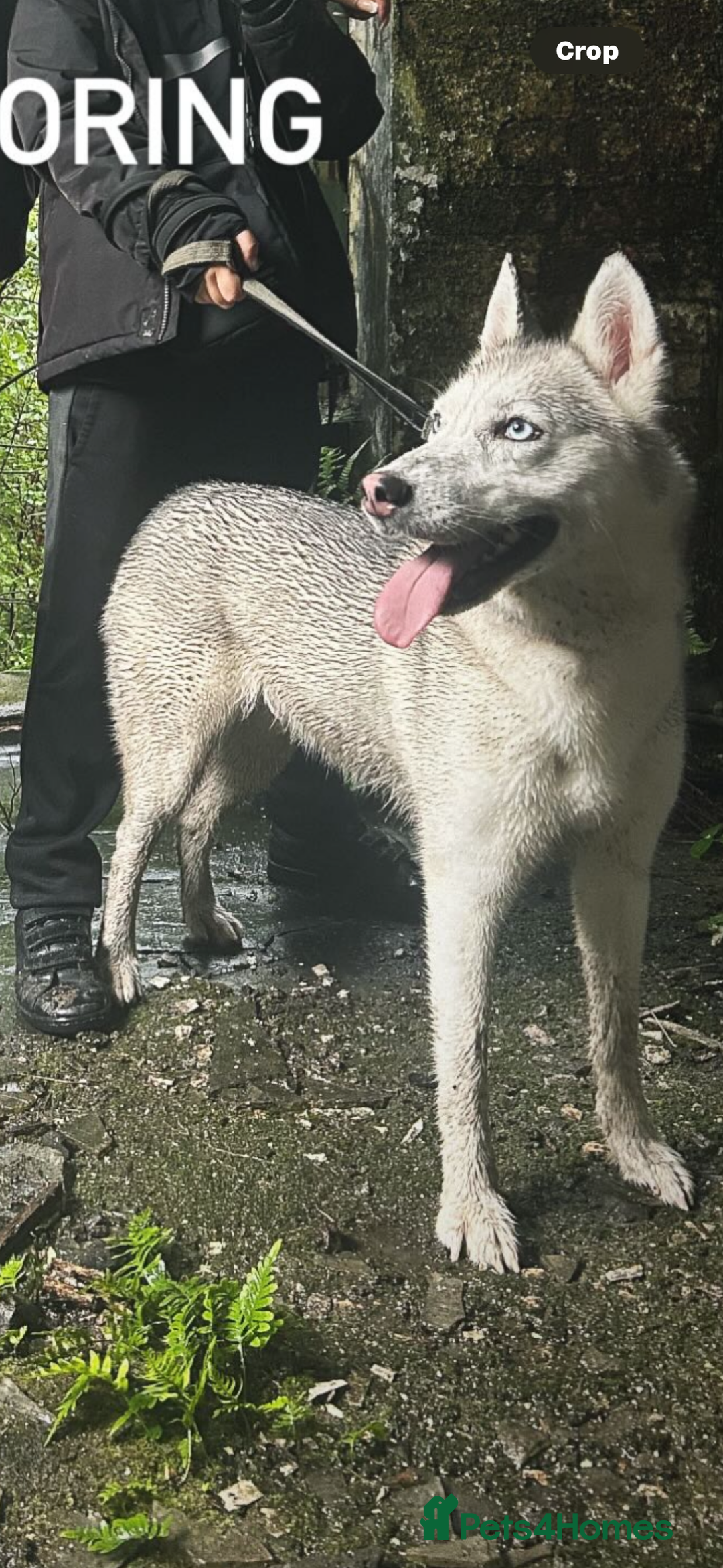 Siberian Husky dogs for sale: Husky puppies - Image 18