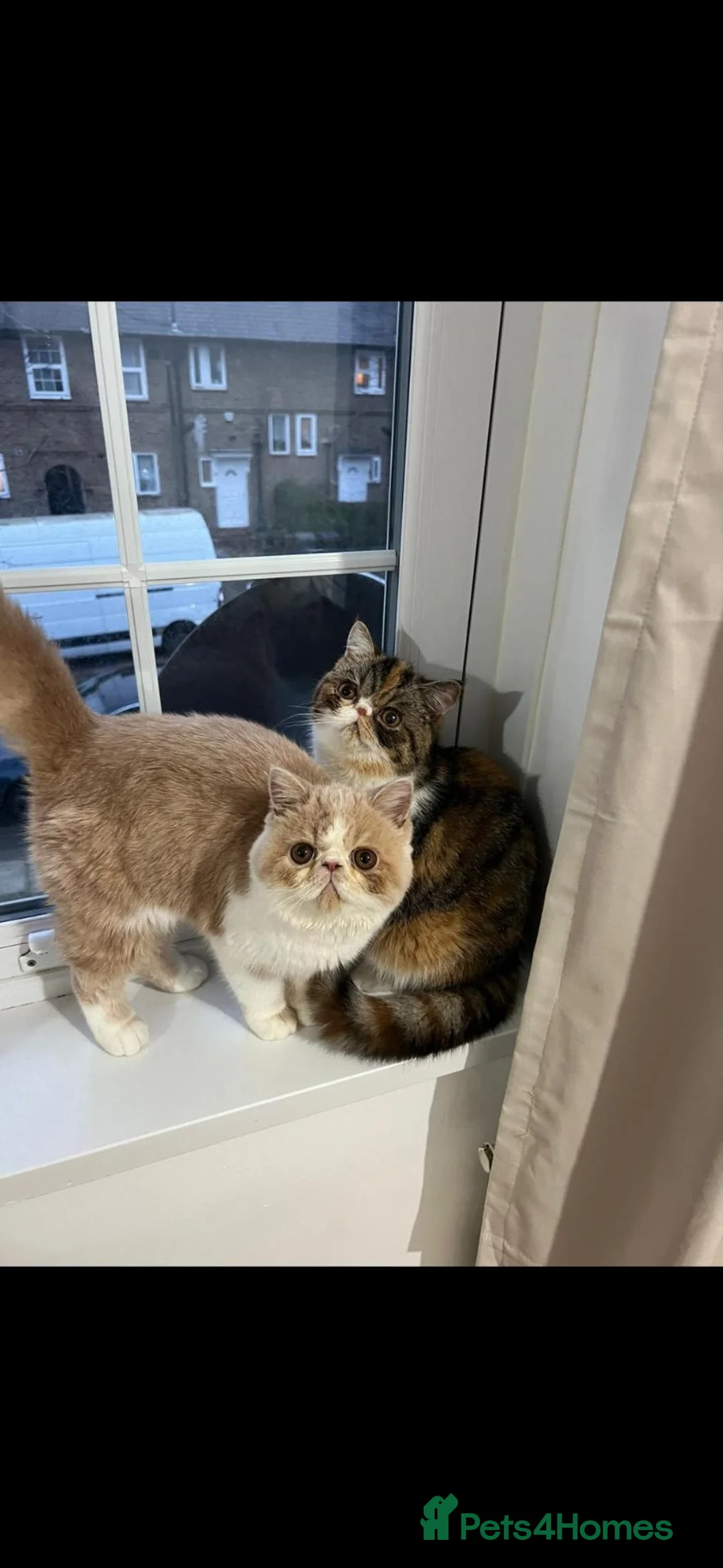 Exotic cats for sale: Blue Male Exotic Shorthair Kitten - Advert 12
