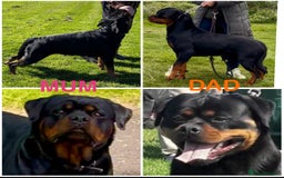 Rottweiler dogs for sale: Superb litter of dual purpose Rottweiler puppies. - Image 33