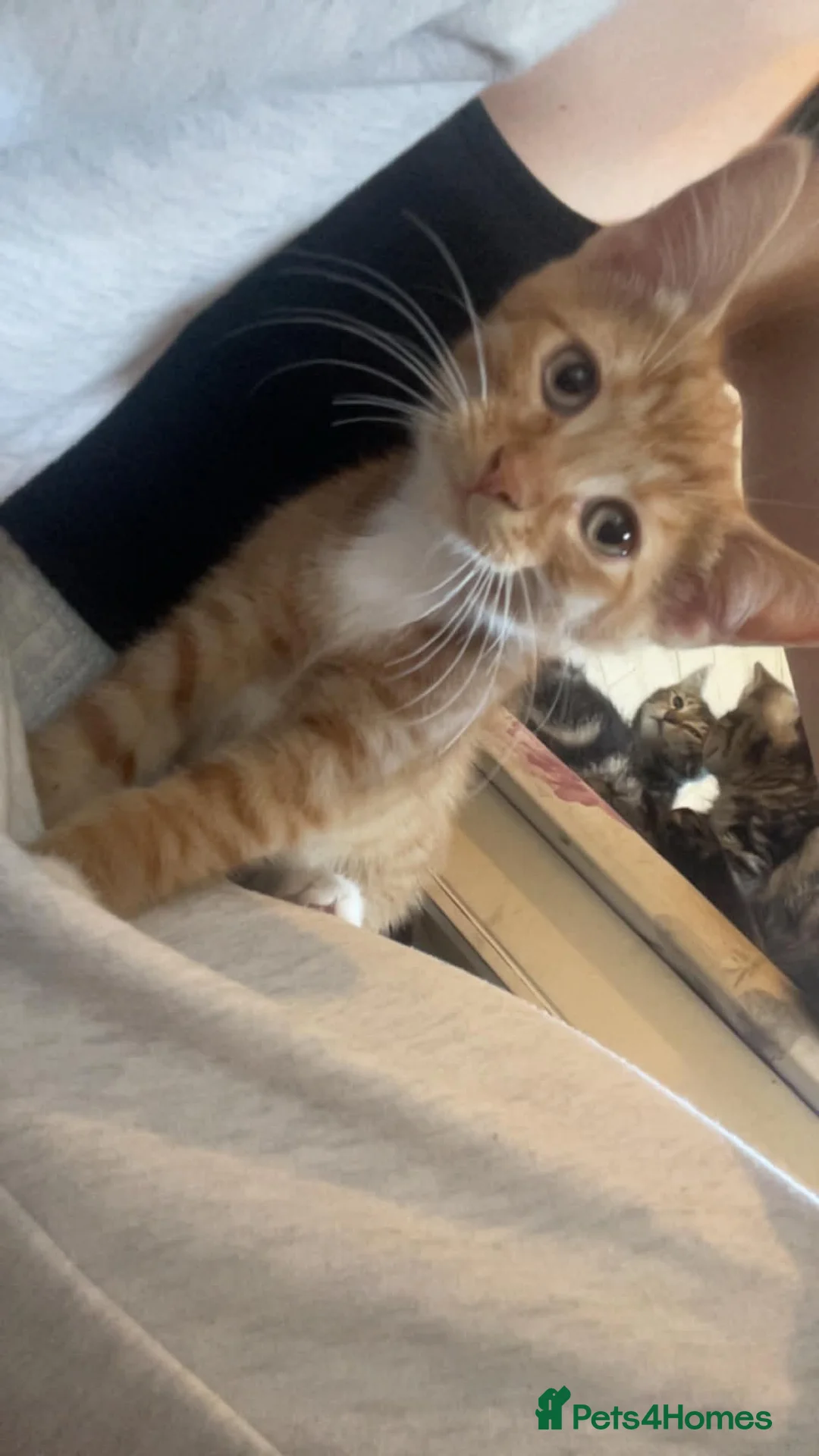 Mixed Breed cats for sale: Two gorgeous maincoon X brothers  - Advert 2