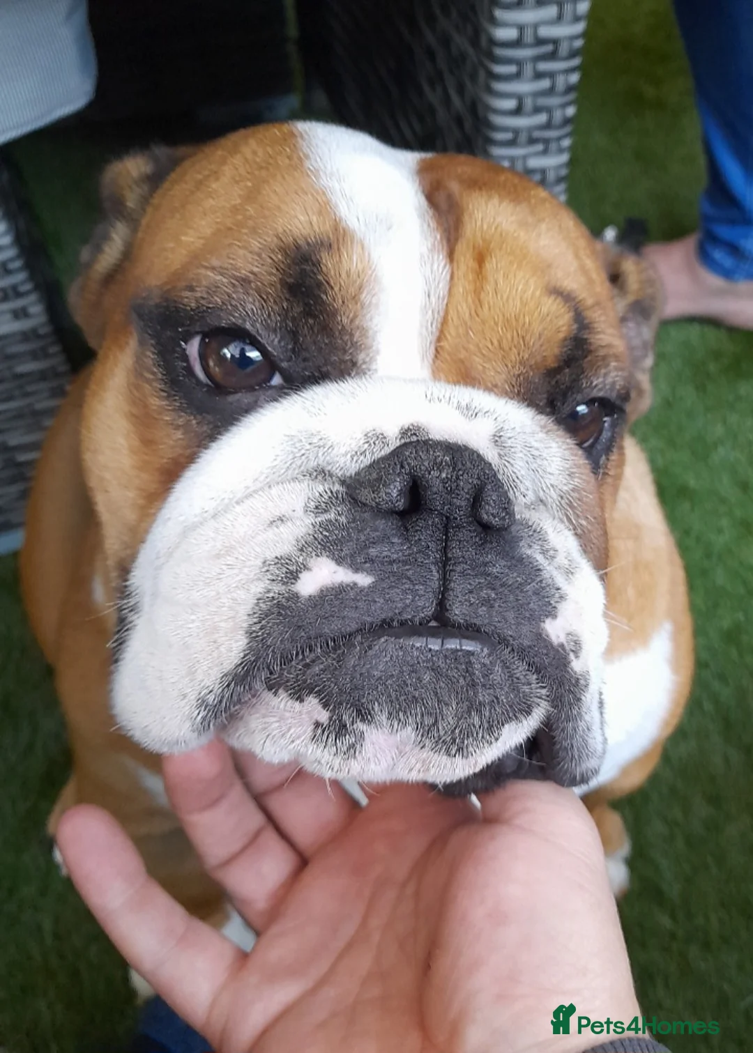 English Bulldog dogs for sale: Beautiful red female bulldog - Advert 1