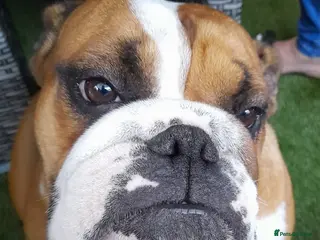 English Bulldog dogs Beautiful red female bulldog - Advert 2