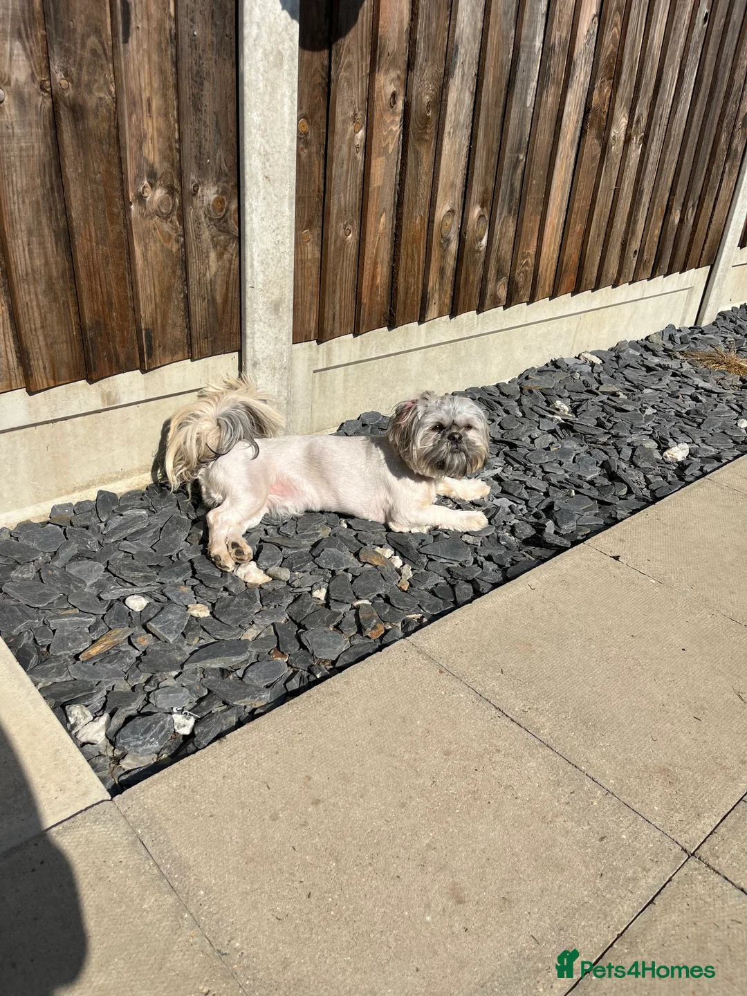 Shih Tzu dogs for sale: Super loving shitzhu brothers in Norwich - Advert 2
