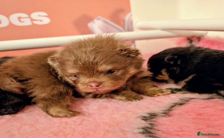 Pomeranian dogs Quality Pomeranian puppies - Advert 5