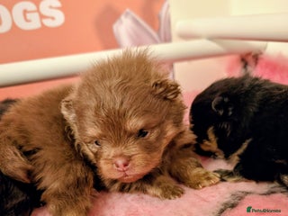 Pomeranian dogs Quality Pomeranian puppies - Advert 2