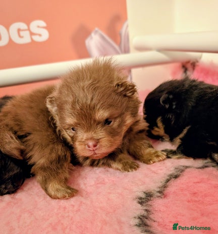 Pomeranian dogs Quality Pomeranian puppies - Advert 5