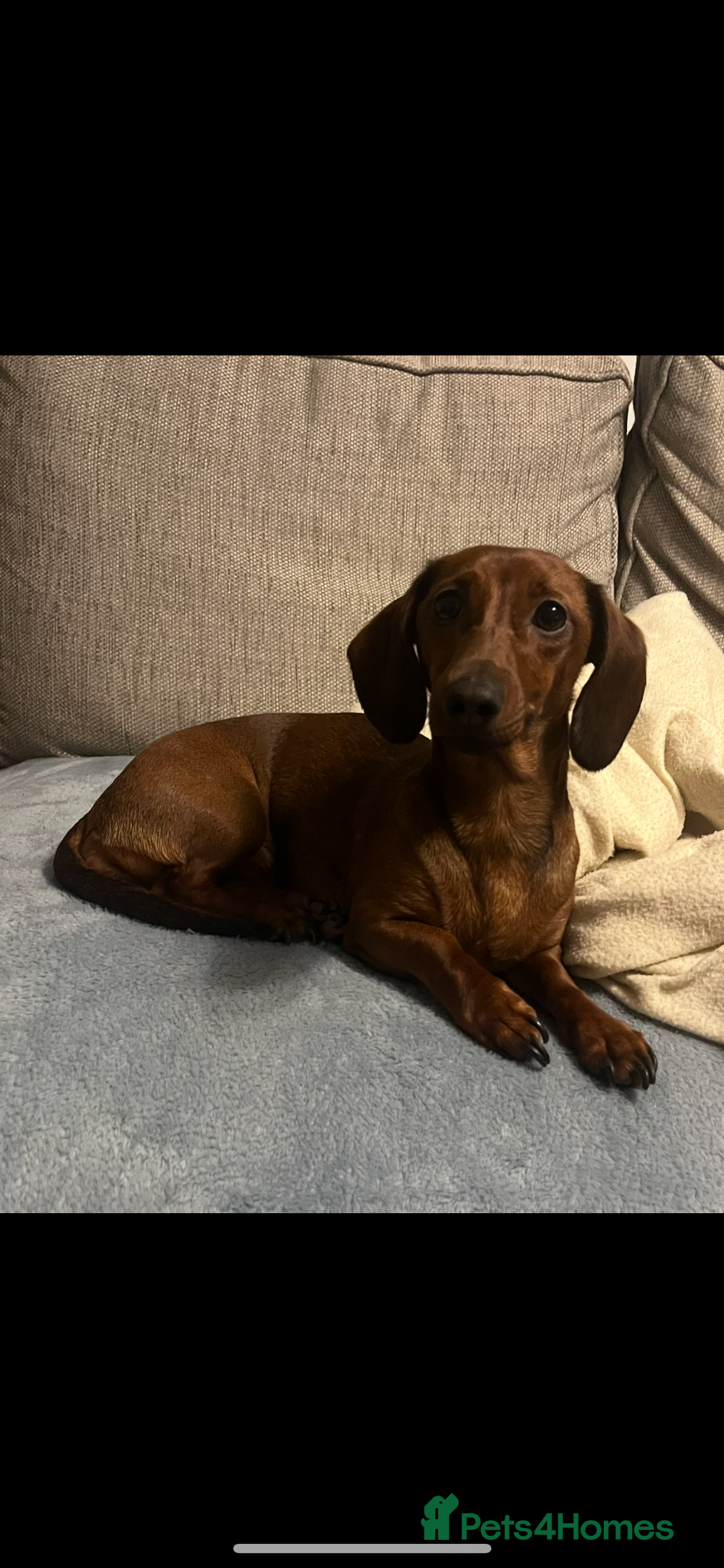 Dachshund dogs for sale: Red dachshund puppies  - Advert 8