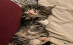 Mixed Breed cats for sale: 4 kittens available mixed breed  - Image 5