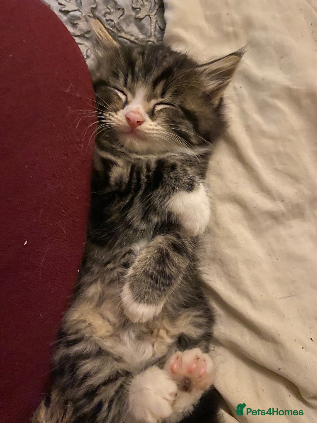 Mixed Breed cats for sale: 4 kittens available mixed breed  - Image 5