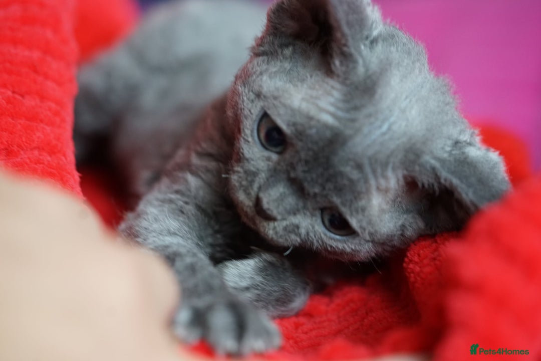 Devon Rex cats for sale: 💙 Devon Rex Female Kitten Available 💙 - Image 16