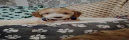 Cockapoo dogs for sale: 🐾🌹🐶 six beautiful fun loving fur baby's ❤️ 🩵🐾 in Barnsley - Advert 12
