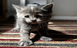 Maine Coon cats for sale: Maine Coon Cross - Image 9