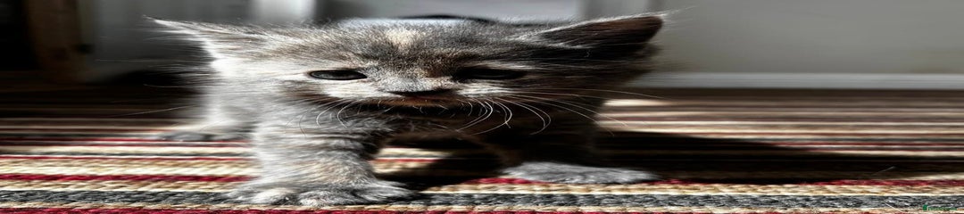 SOLD - Maine Coon Kitten 4