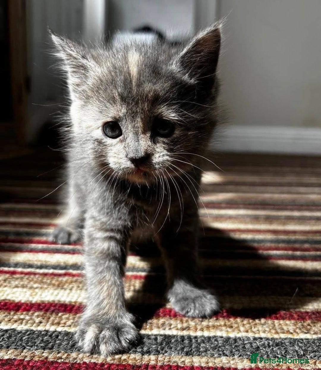 Maine Coon cats for sale: Maine Coon Cross - Image 9