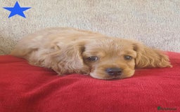 Cavapoo dogs for sale: Beautiful Cavapoo Puppies  - Image 28