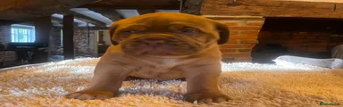 Dogue De Bordeaux Puppy 10