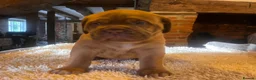 Dogue De Bordeaux dogs for sale: 10 Dogue de Bordeaux puppies for sale  in Maidstone - Advert 3