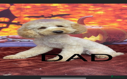 Miniature Poodle dogs for sale: Miniature poodle girls,ready now. - Image 6