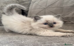 Ragdoll cats for sale: Blue Point Ragdoll Kittens!  - Advert 12