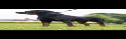 Rottweiler dogs for sale: Beautiful Rottweiler to be rehomed! - Advert 2