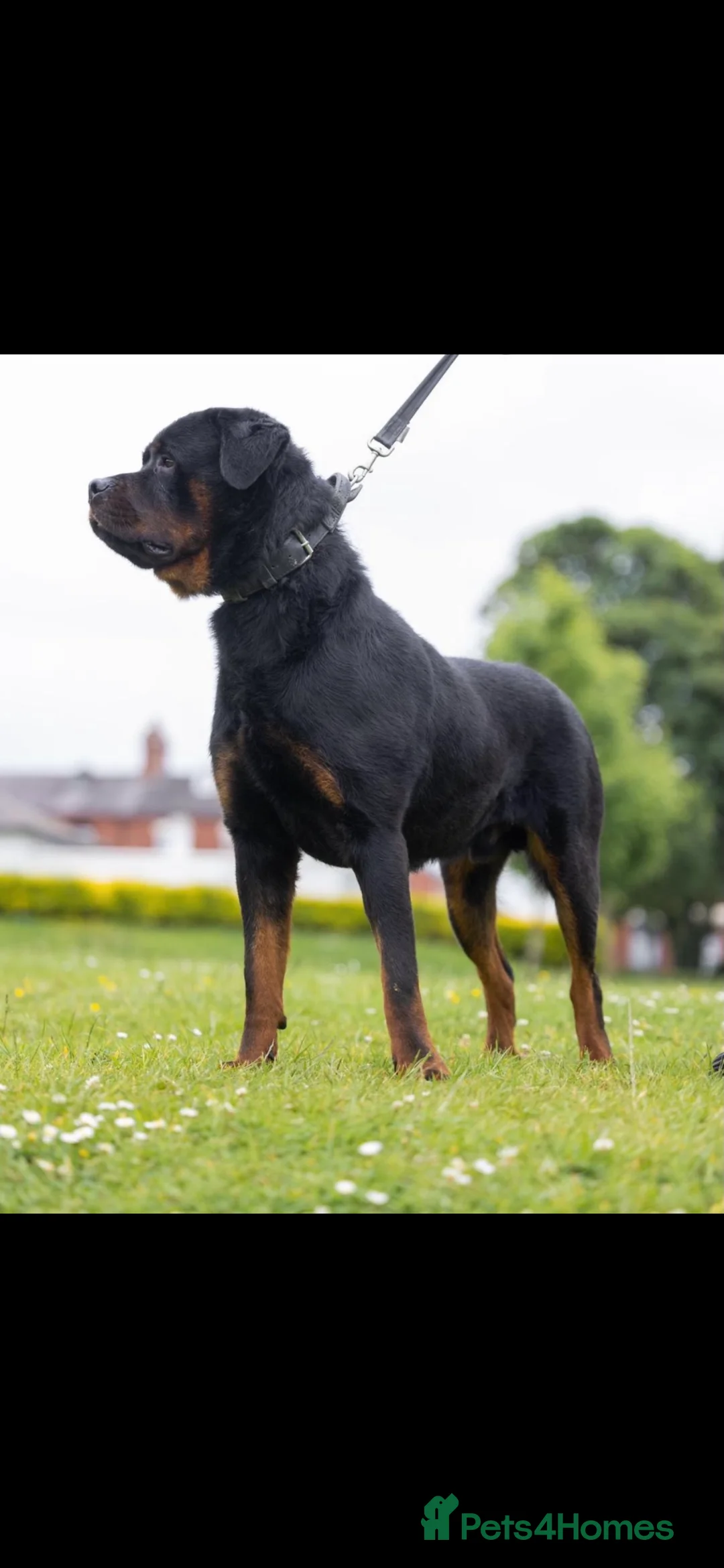 Rottweiler dogs for sale: Beautiful Rottweiler to be rehomed! - Advert 2