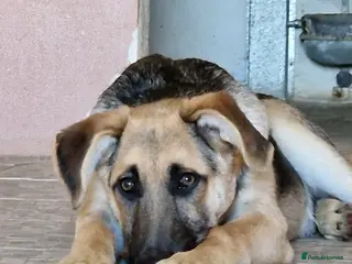 Mixed Breed dogs Magnificent Orion 6 moths old - Advert 1