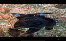 German Shepherd dogs for sale: German shepherd puppies  - Image 6