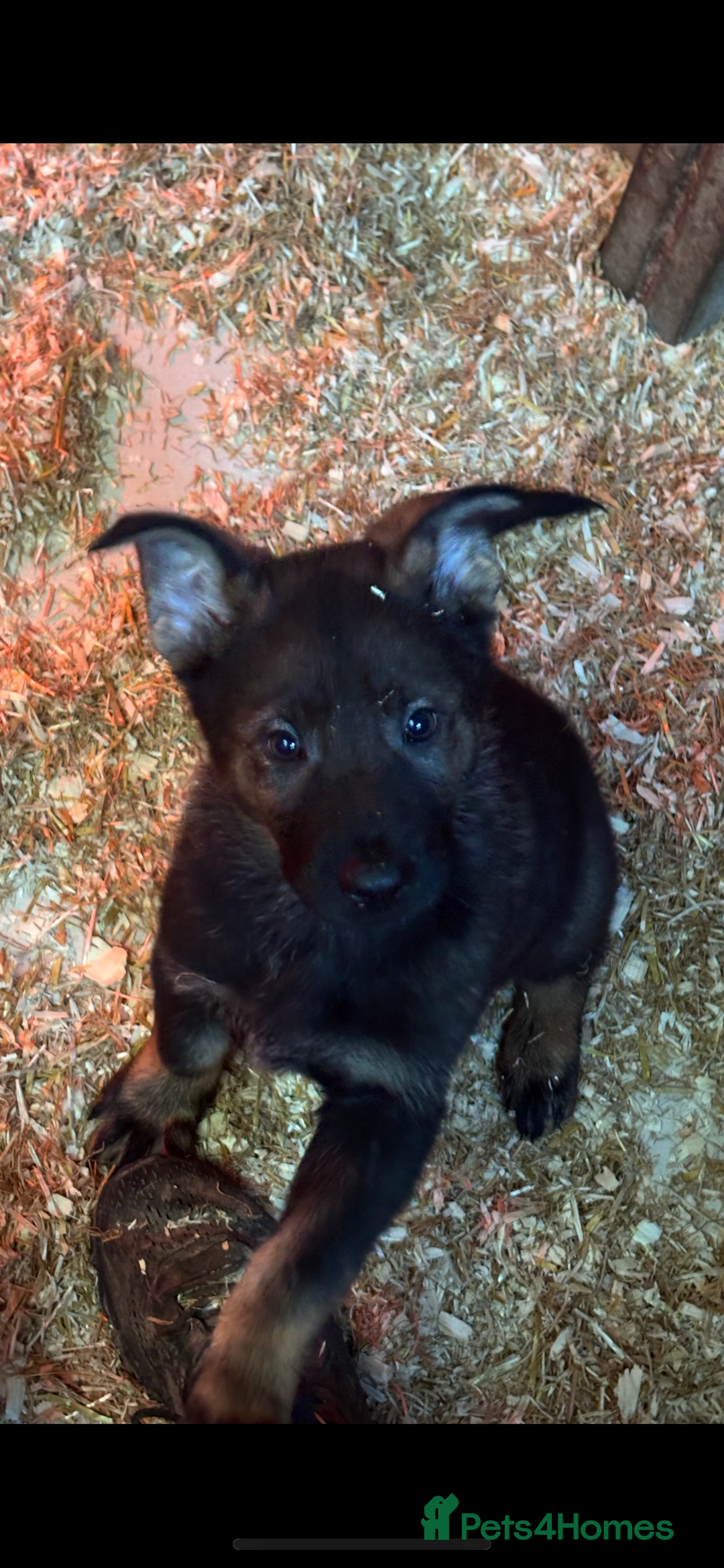 German Shepherd dogs for sale: German shepherd puppies  - Image 6