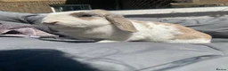 Mini Lop rabbits for sale: Mini lop rabbit - Advert 3