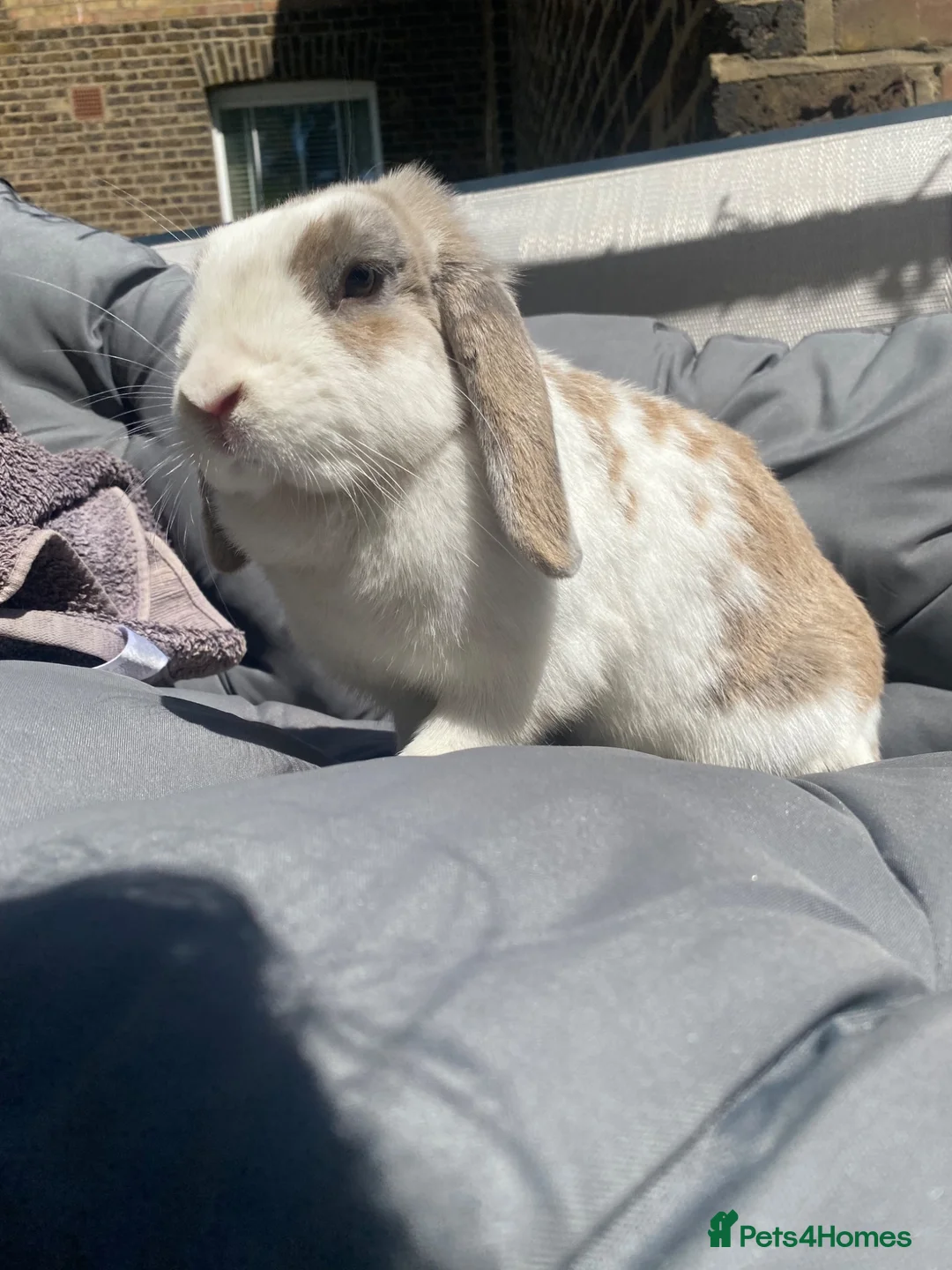 Mini Lop rabbits for sale: Mini lop rabbit - Advert 3