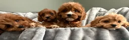 Cavapoo dogs for sale: EXCEPTIONAL EXTENSIVELY HEALTH TESTED CAVAPOO PUPS - Advert 4