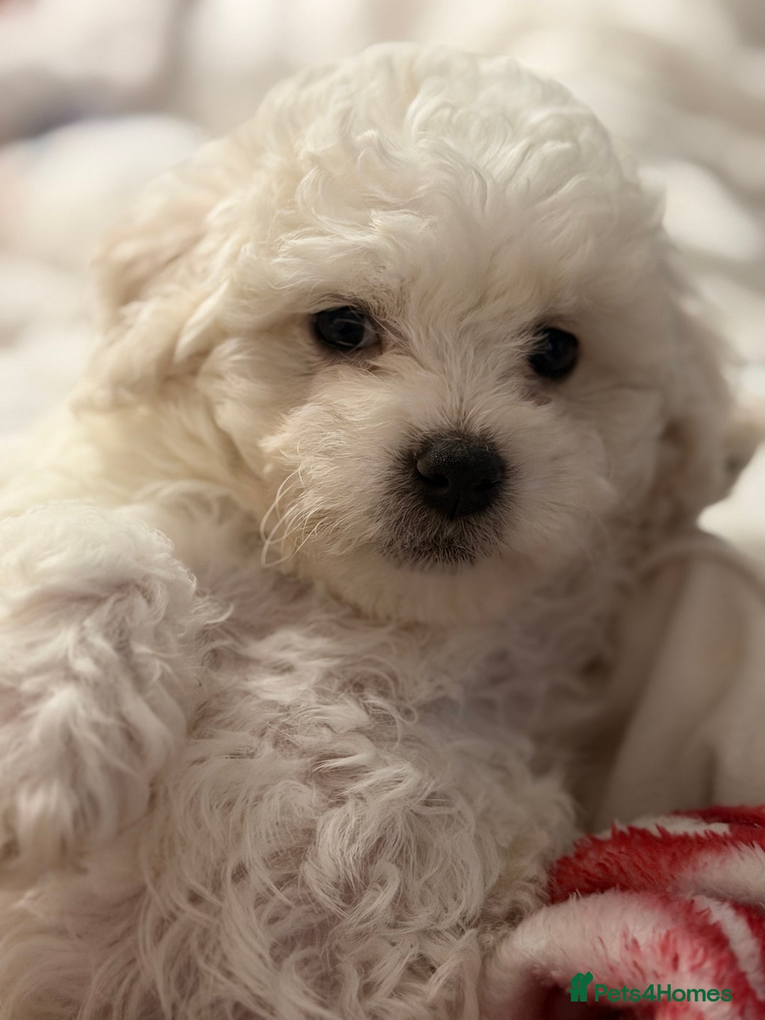 Bichon Frise dogs for sale: KC Registered Pedigree Bichon Frise Puppies - Advert 15