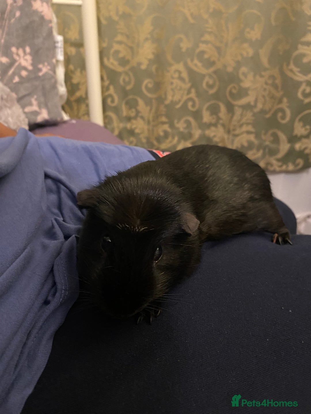 Guinea Pig rodents for sale: 2 bonded American crested guinea pigs - Advert 2