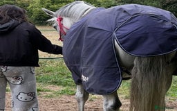 Irish Thoroughbred horses for sale: Irish thoroughbred  - Image 2